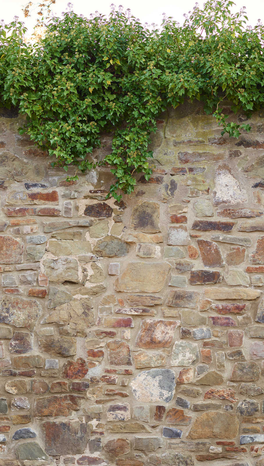             Carta da parati Stone Wall Optics con cespugli di edera - Beige, Marrone, Verde
        