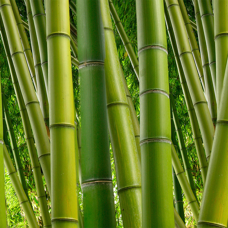 papier peint en papier nature Bambou en vert - intissé lisse mat
