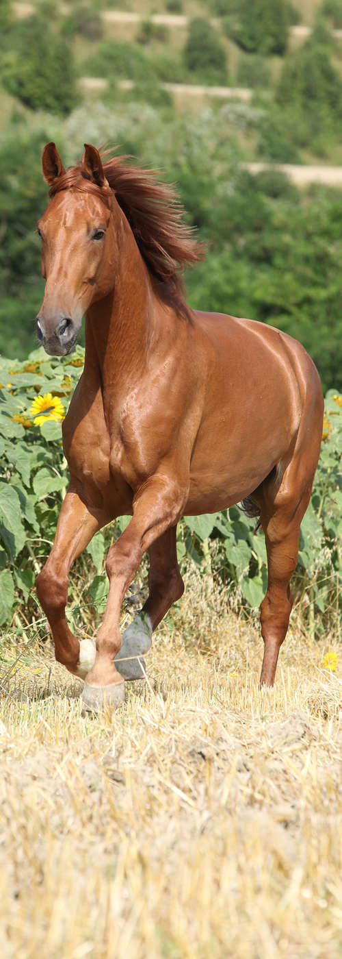             Animal mural galloping horse on premium smooth fleece
        