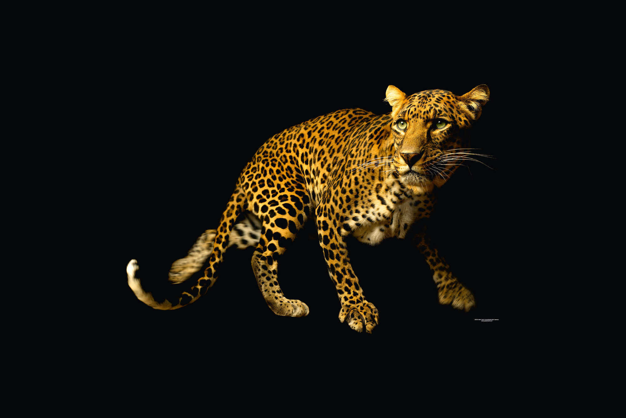            Leopard - animal portrait mural
        