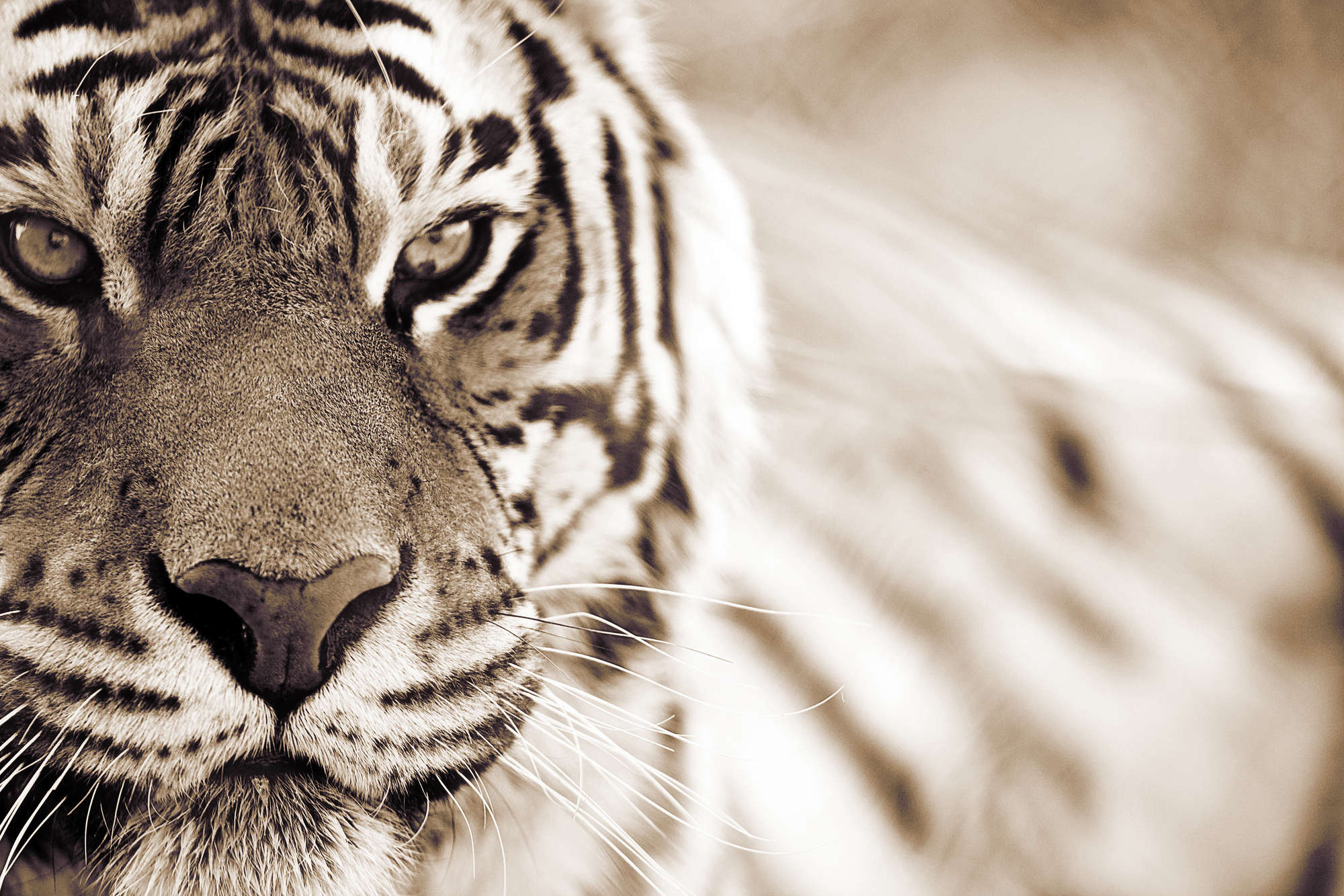             Carta da parati Tiger Close-up Outdoor su vello liscio Premium
        