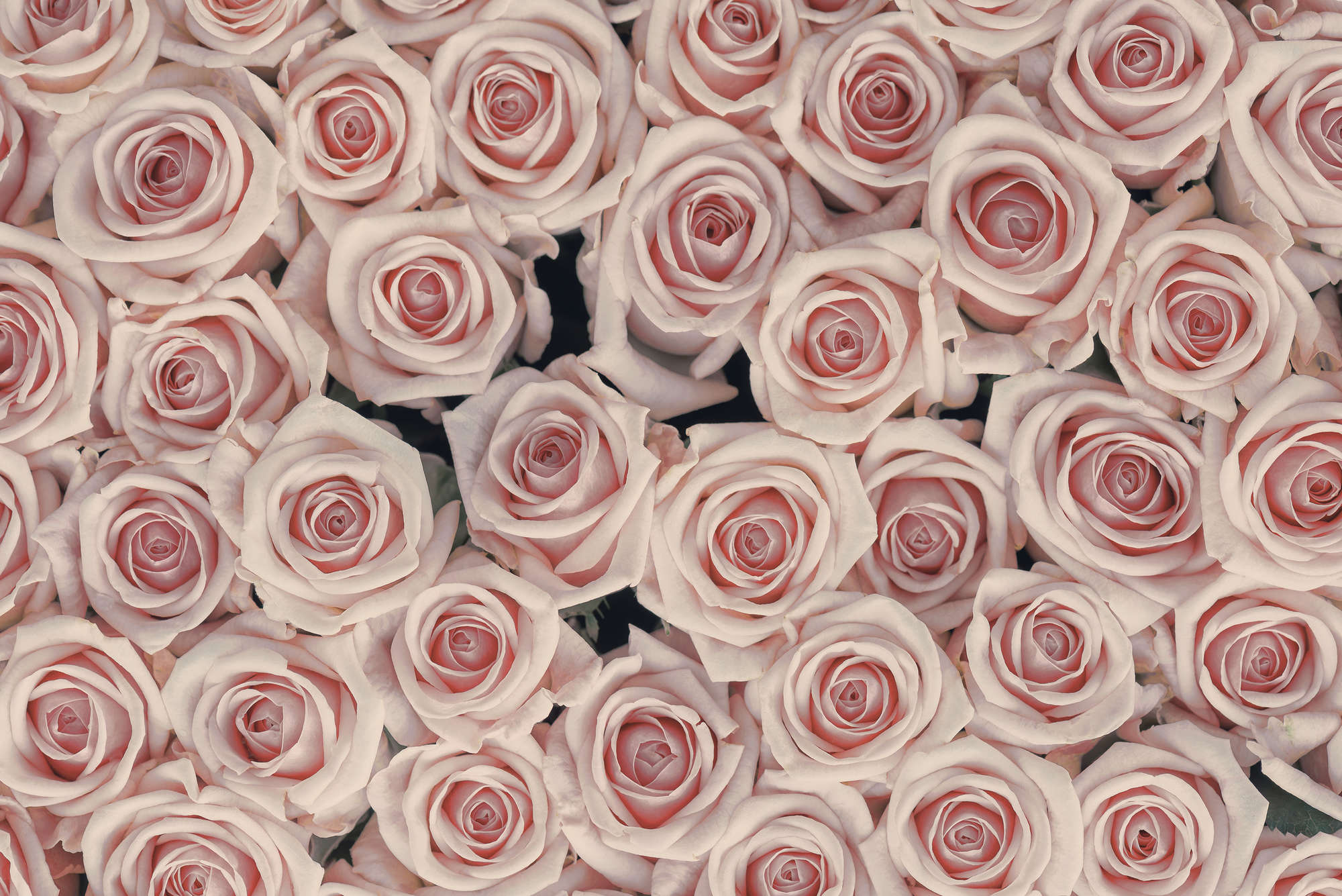             Carta da parati per piante Rose rosa e bianche su tessuto liscio perlato
        