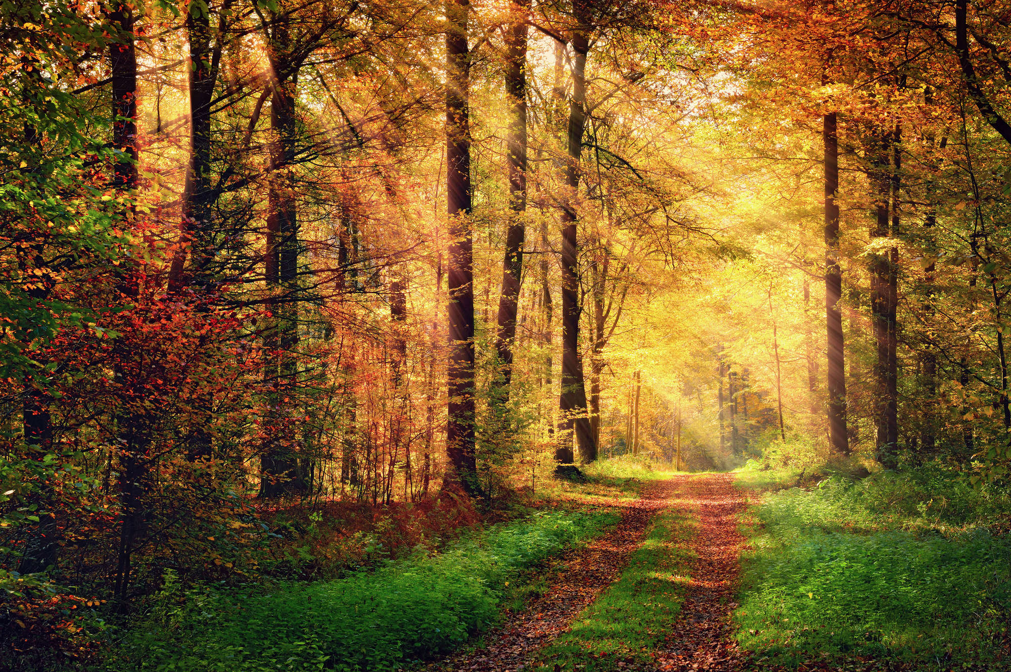             Carta da parati natura Sentiero della foresta in autunno su vello liscio madreperlato
        