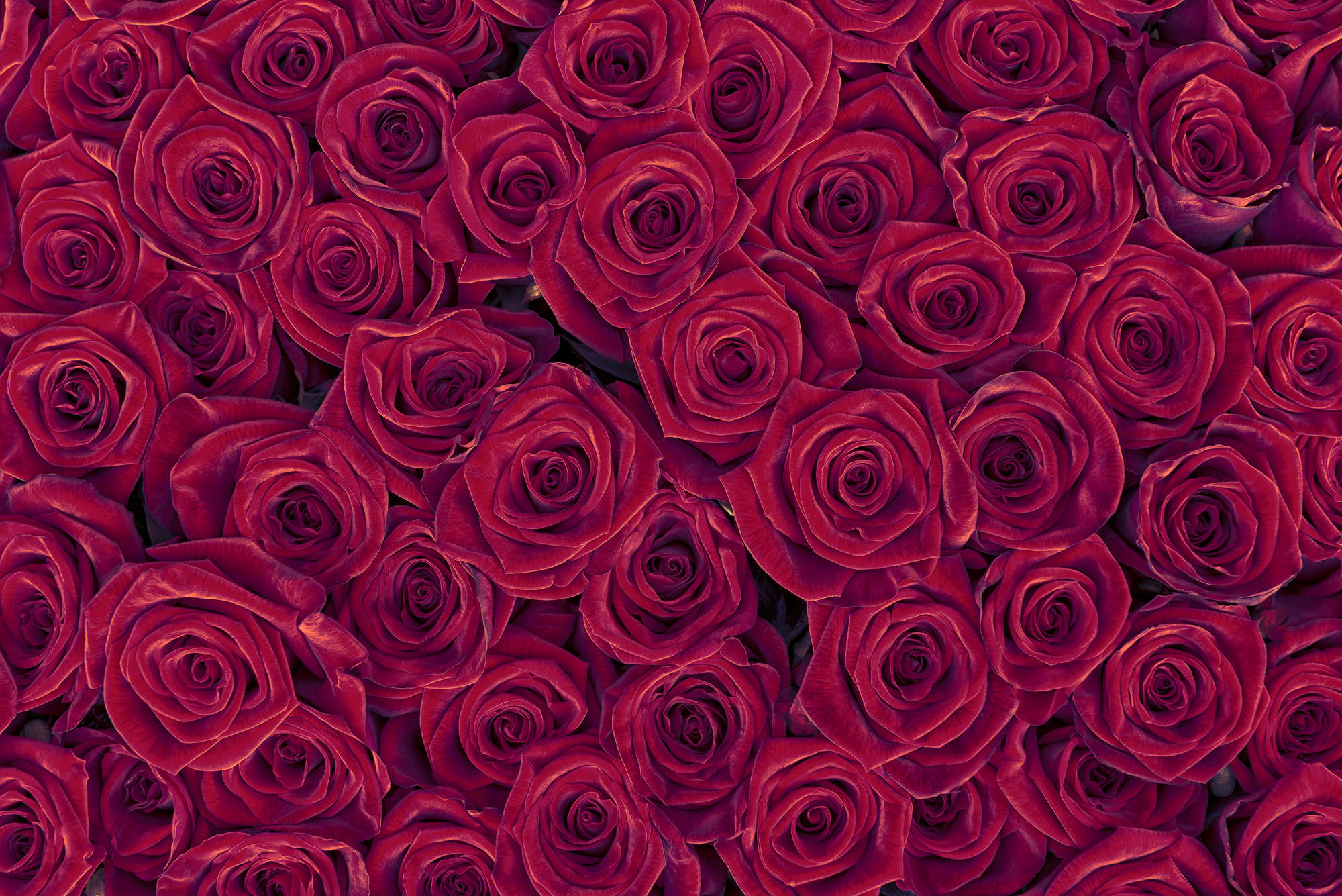             Papier peint végétal roses rouges sur nacre intissé lisse
        