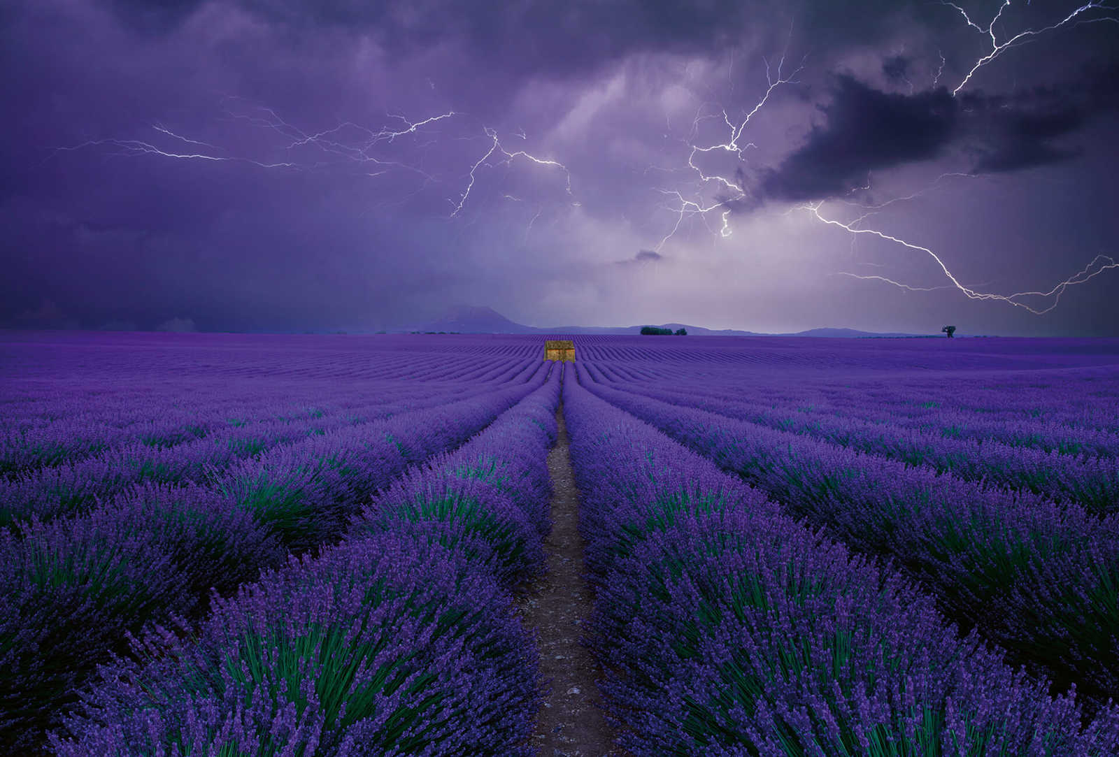         Photo wallpaper lavender field - purple, green, brown
    