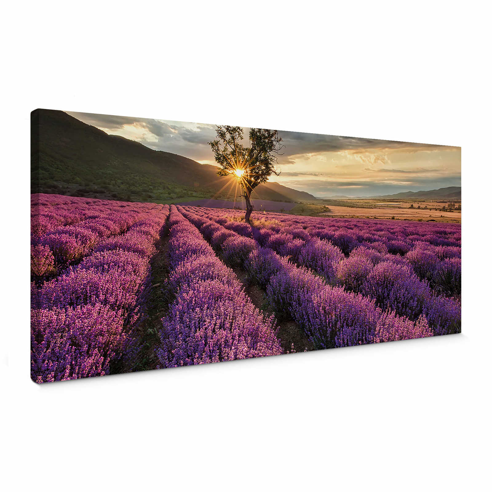 Canvas schilderij van Lavendel in de Provence - 1.00 m x 0.40 m
