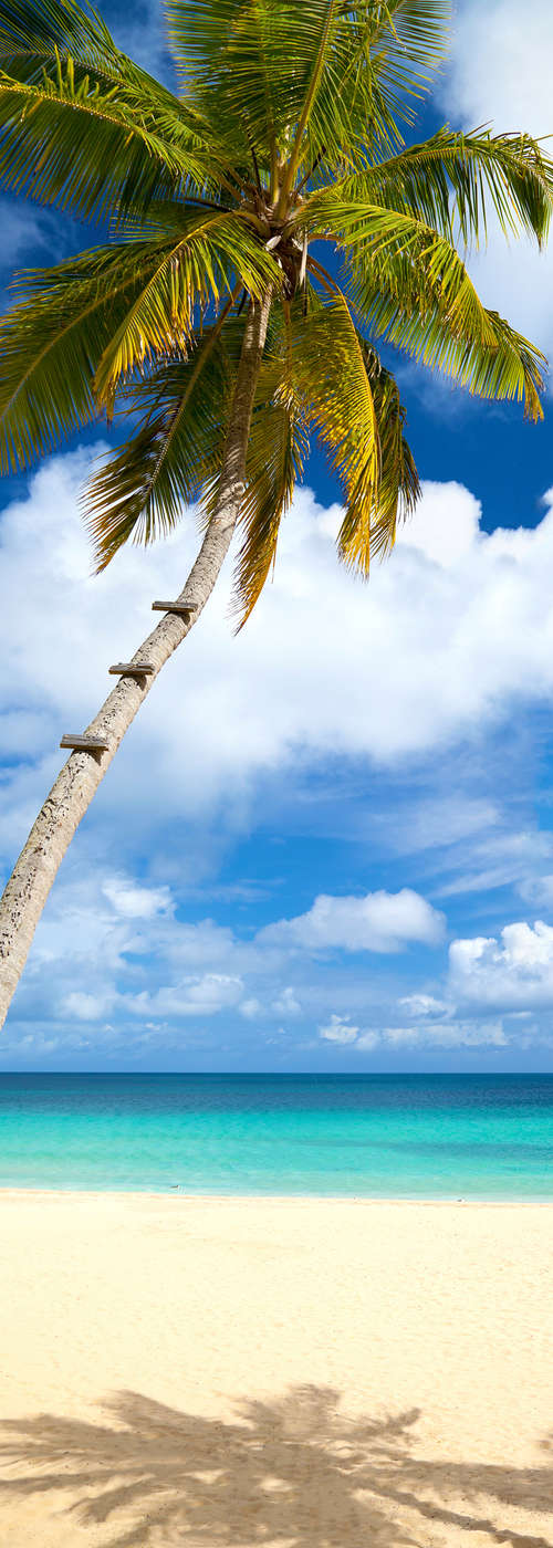             Strandbehang Palmboom bij de zee op structuurvlies
        