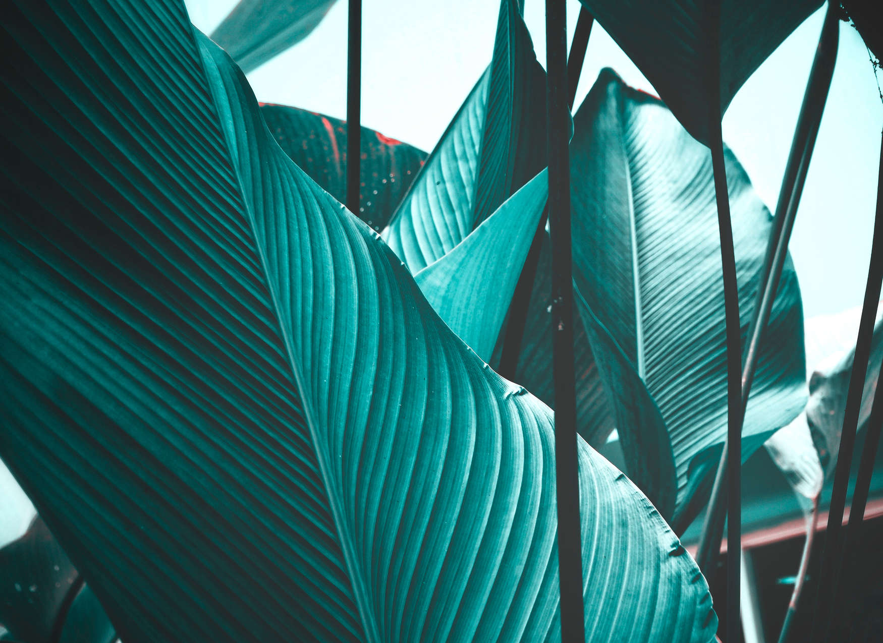             Digital behang bladeren tropisch turquoise - blauw, zwart
        