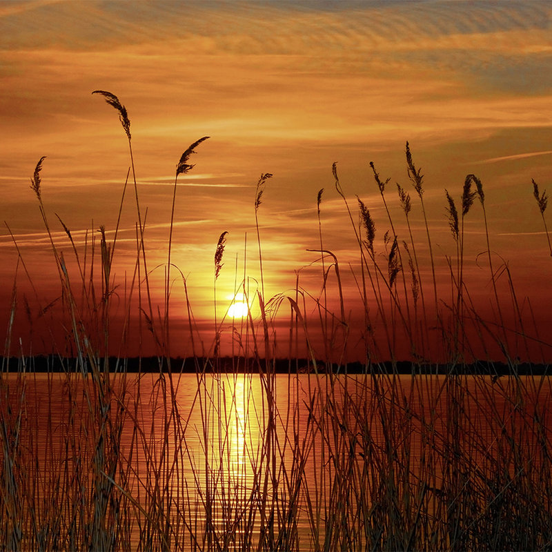 Photo wallpaper Grasses on the lakeshore - mother-of-pearl smooth non-woven
