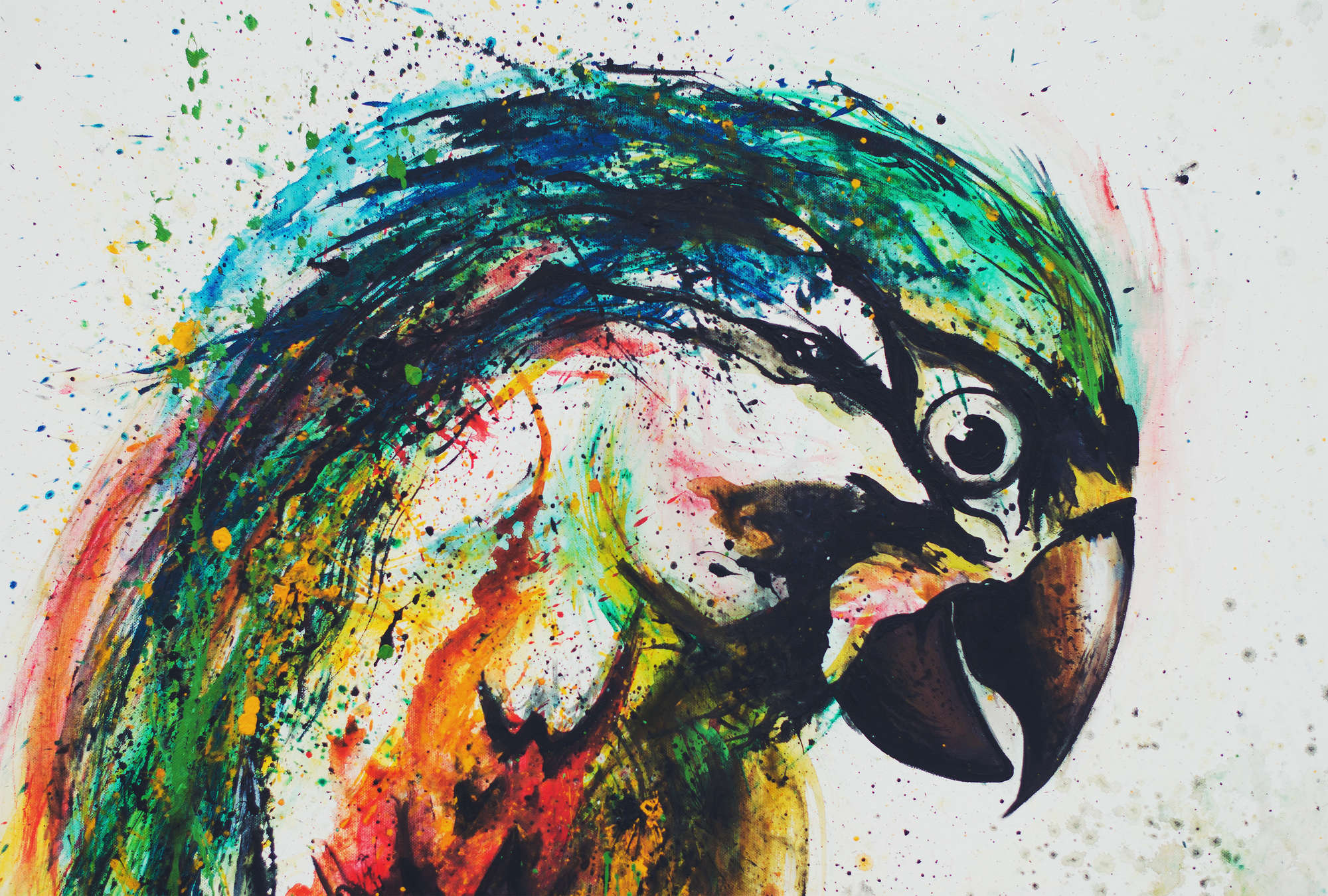             Photo wallpaper parrot in colourful drawing style
        