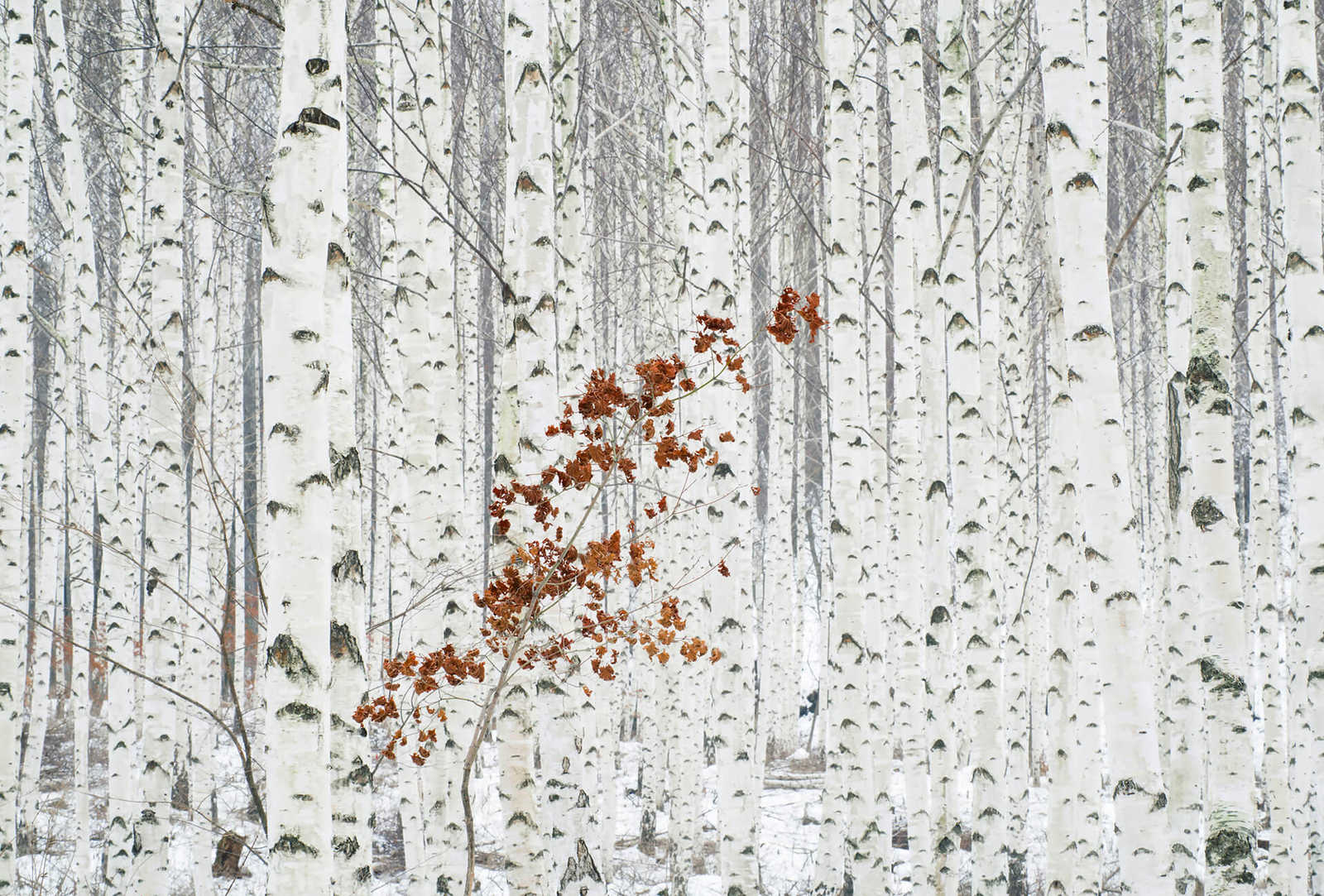         Photo wallpaper white birch forest - white, grey, brown
    