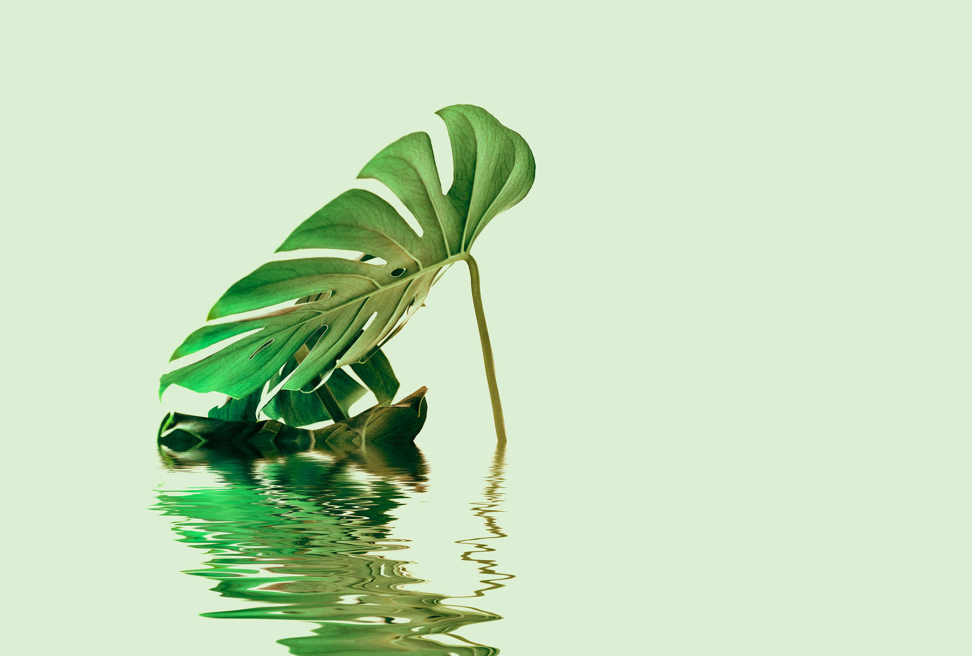             Muurschildering Monstera blad in water voor wellness design
        