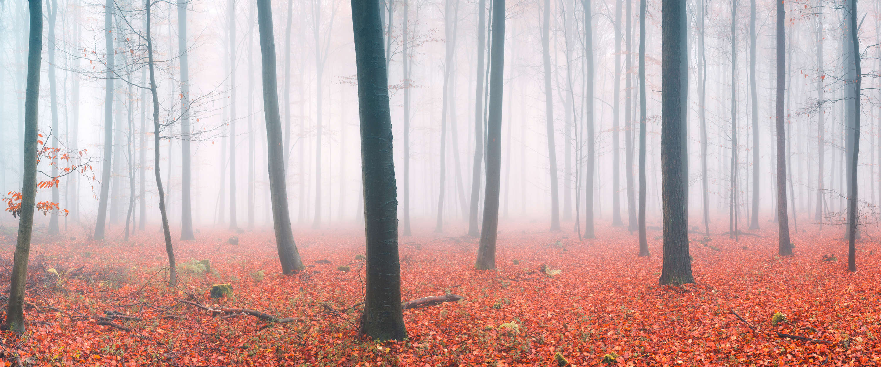            Fotomurali Foresta di nuvole con foglie rosse d'autunno
        