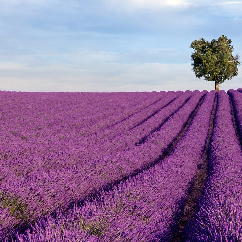 Nature Wallpaper Lavender Field - Matt Smooth Non-woven

