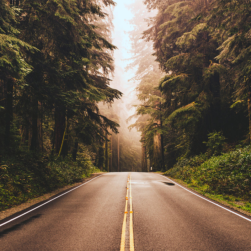         American Highway in the Forest Wallpaper - Brown, Green, Grey
    