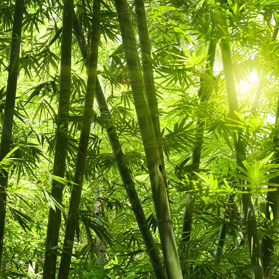 Natuurbehang bamboebos motief op structuurvlieseline
