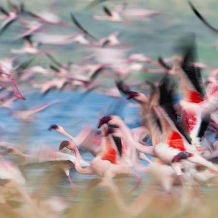         Photo wallpaper flamingos at flight takeoff
    