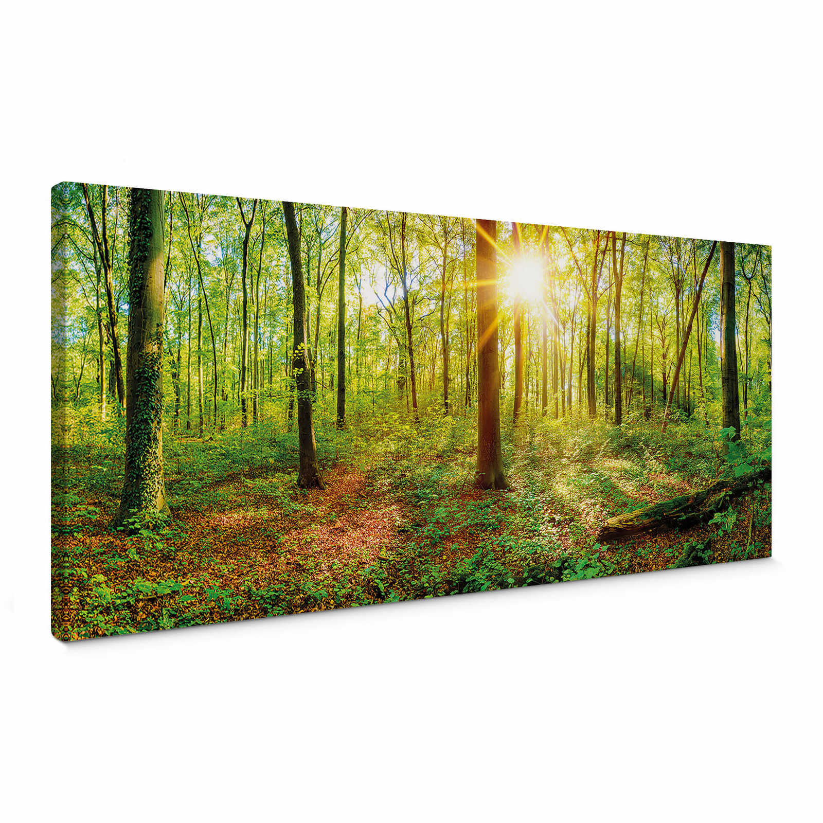 Canvas print spring forest bathed in sunshine – green
