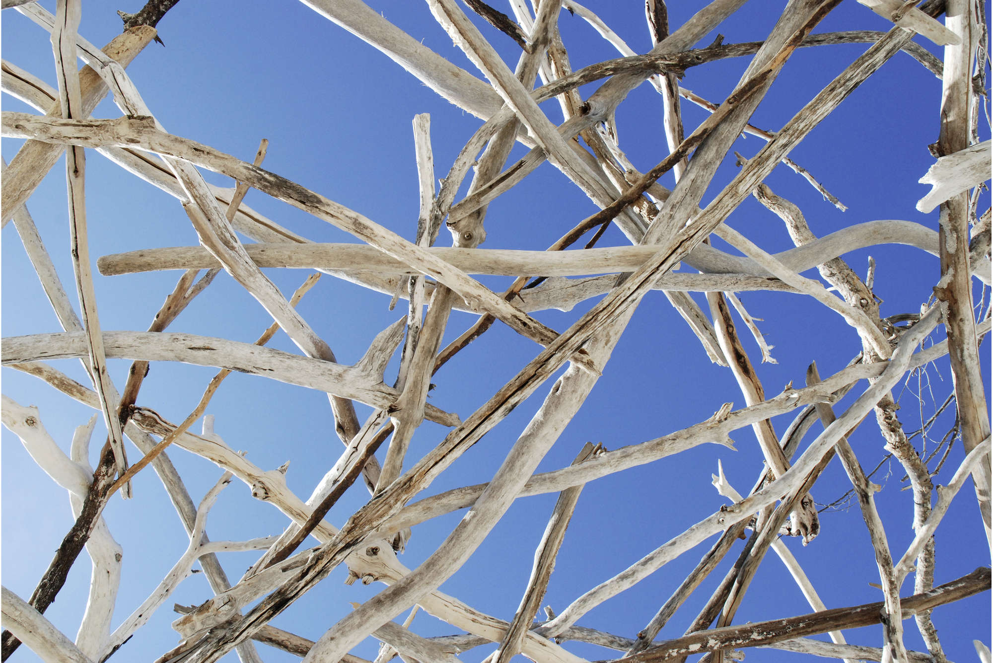             papiers peints à impression numérique Ciel avec des branches, Calming Ceiling - Premium intissé lisse
        