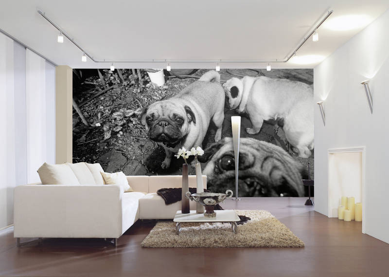             Dog babies - photo wallpaper pet pug black and white
        