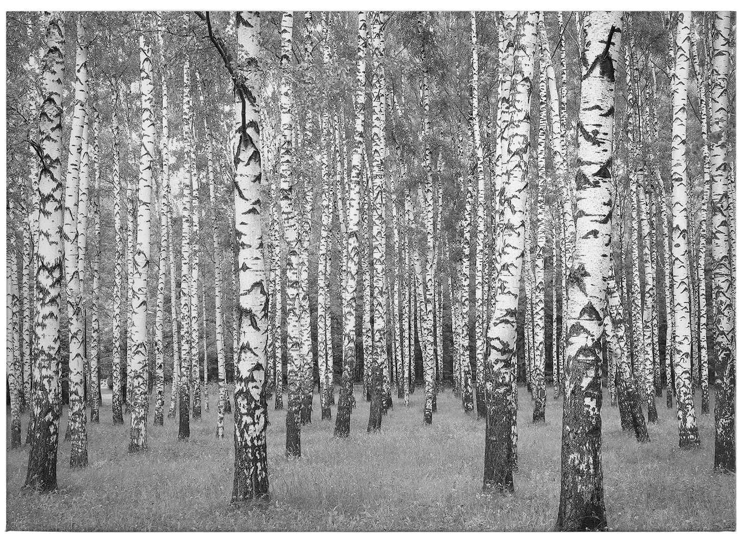             Pittura su tela della foresta di betulle in bianco e nero - 0,70 m x 0,50 m
        