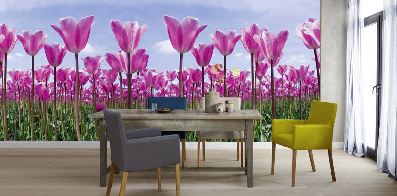             Campo de tulipanes - Papel pintado Flores con tulipanes rosas
        