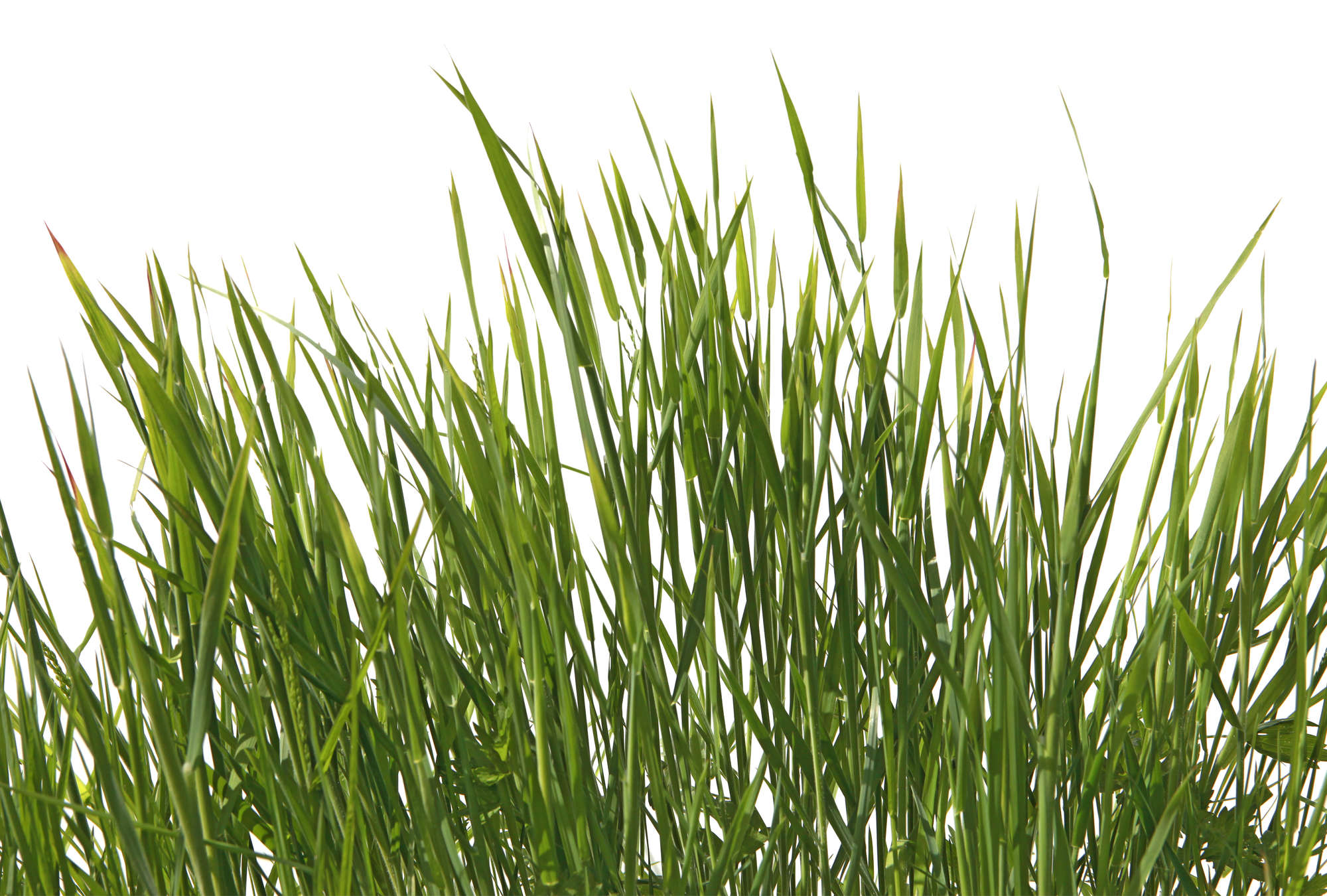             Papier peint panoramique Détail d'herbes avec fond blanc
        