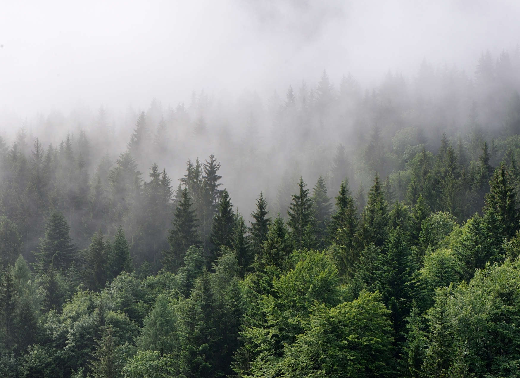             Foresta dall'alto in una giornata di nebbia - Verde, bianco
        