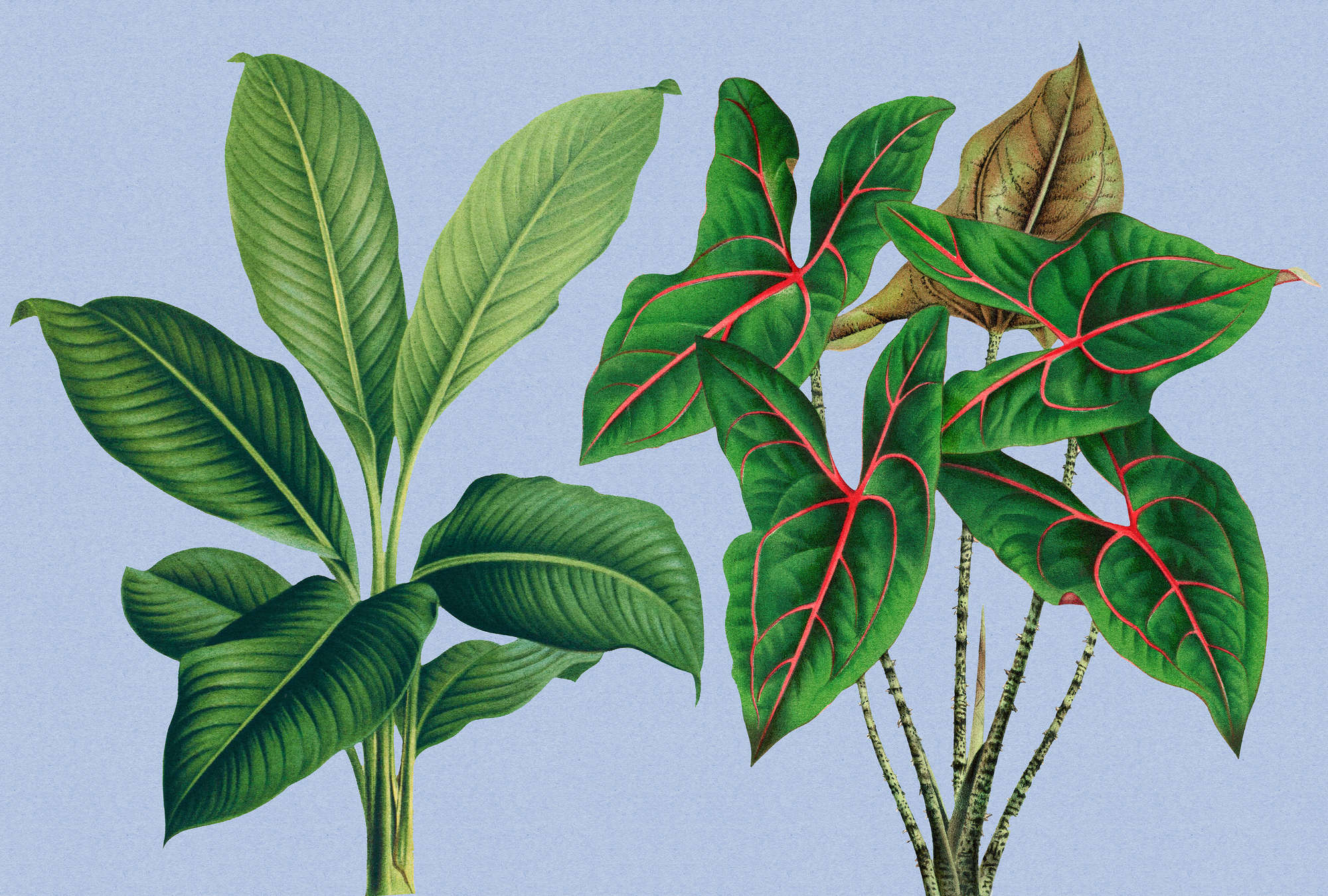            Jardín de hojas 1 - Hojas de papel pintado de fotos azul con plantas tropicales
        