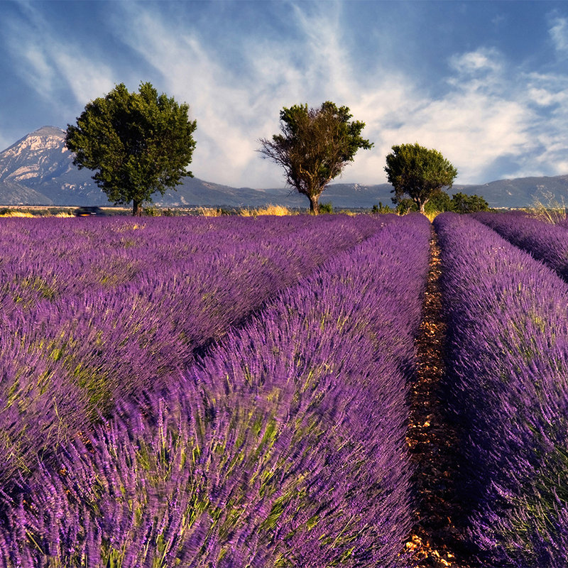 Nature Wallpaper Field with Lavender - Matt Smooth Non-woven
