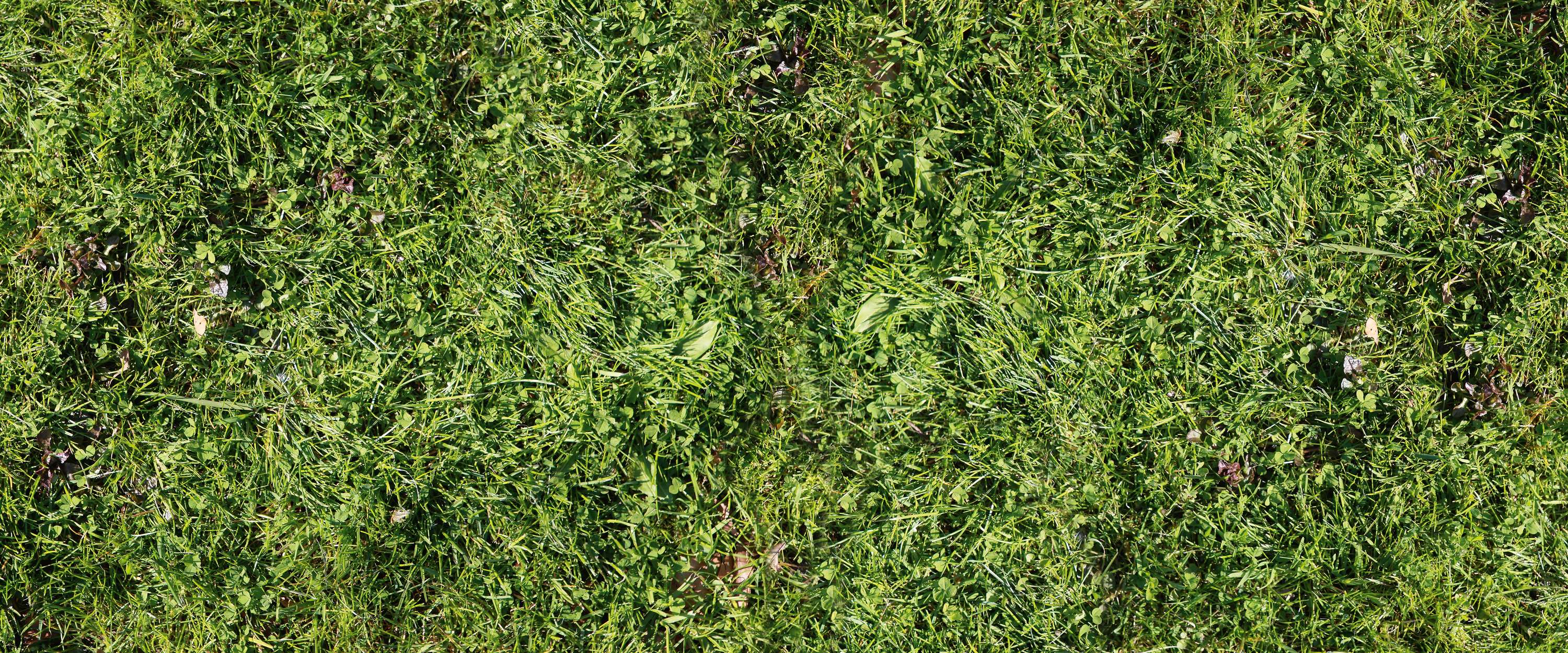             Photo wallpaper lawn detail meadow with clover
        