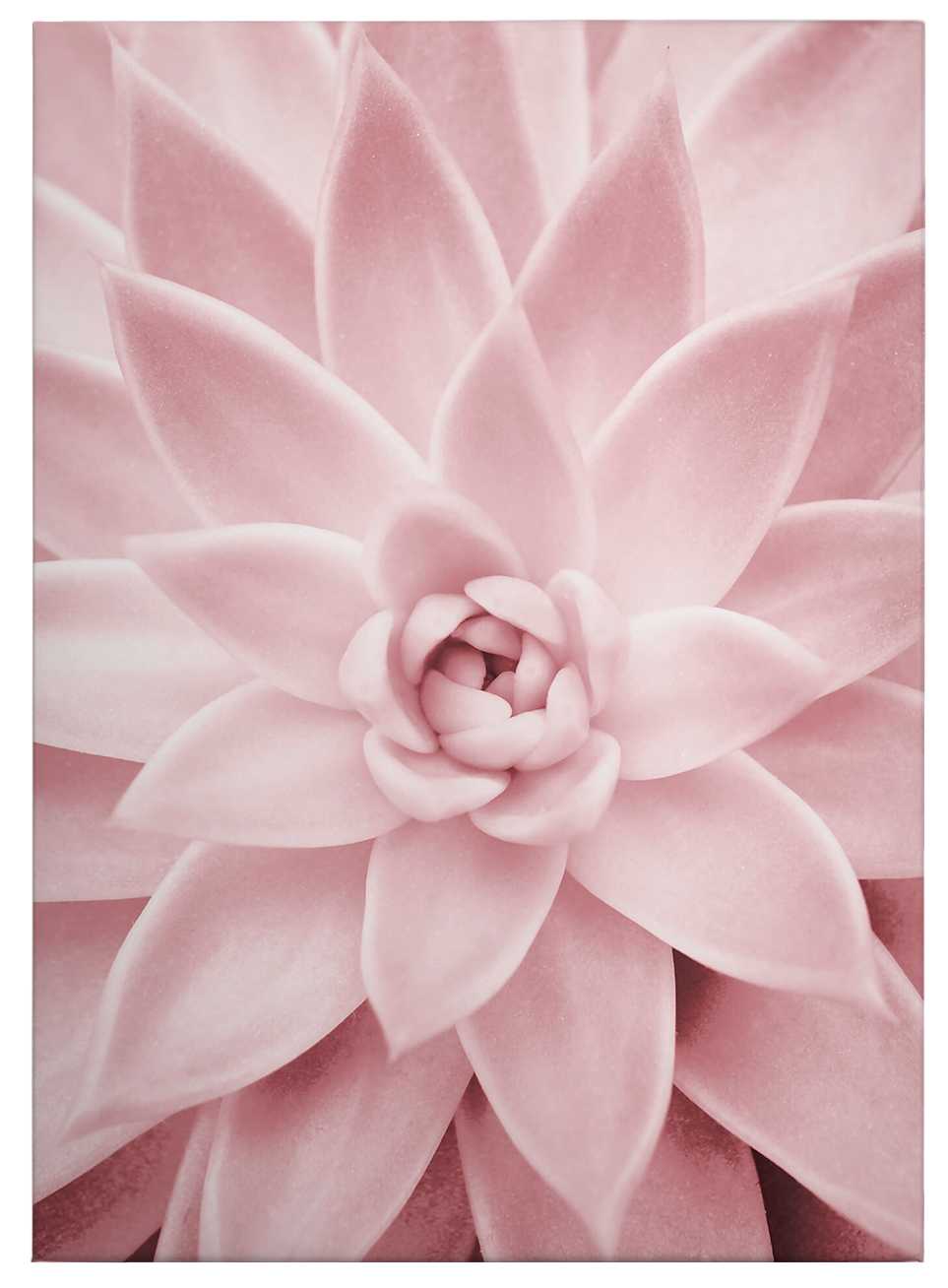             Canvas print pink succulents, Sisi & Seb – pink
        