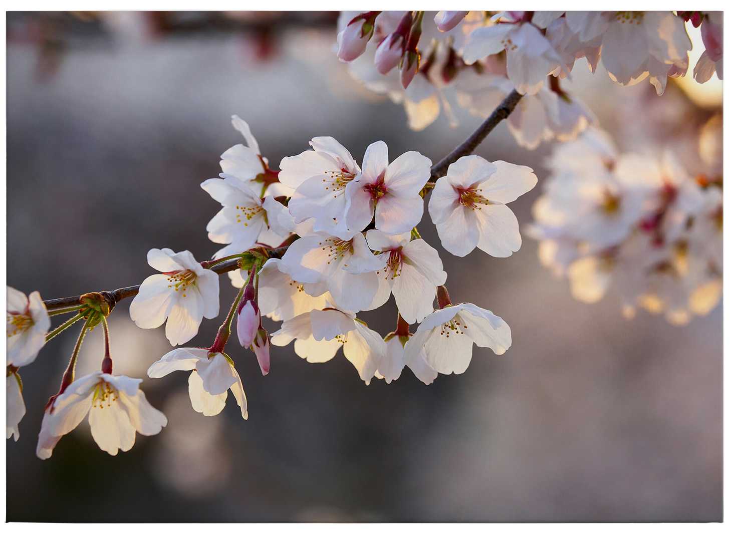             Canvas print cherry blossom branch – white
        