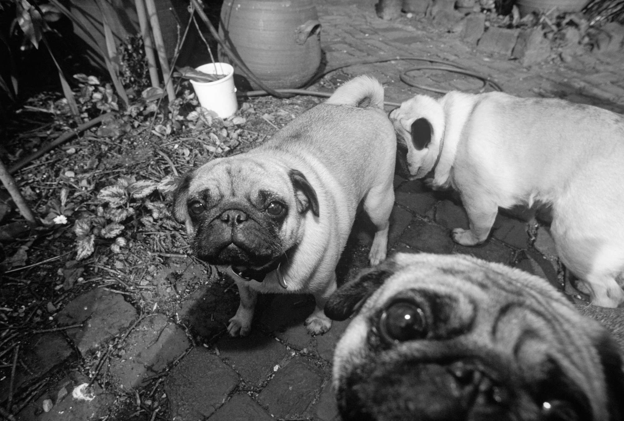             Cuccioli di cane - carta da parati animale domestico carlino in bianco e nero
        