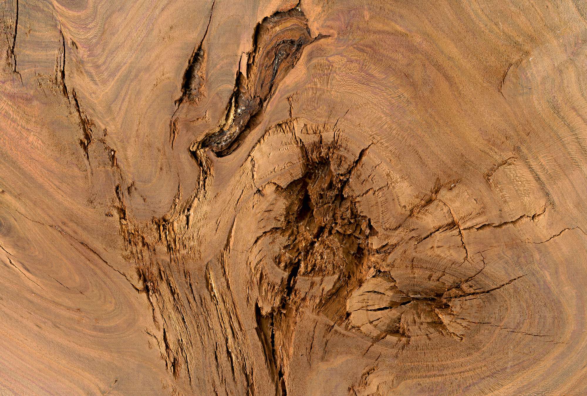             Close-up van een boomstam - eik
        