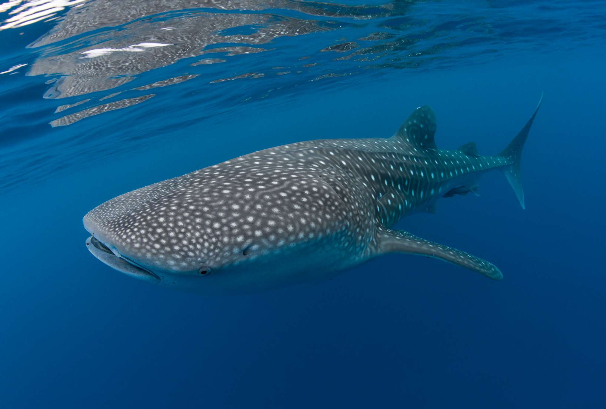             Fotomurali subacqueo con motivo squalo balena
        