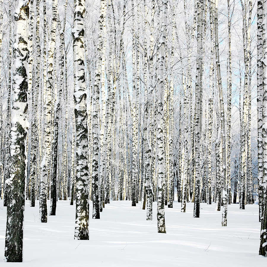 Natuurbehang Berkenbos in de winter op parelmoer gladde vlieseline

