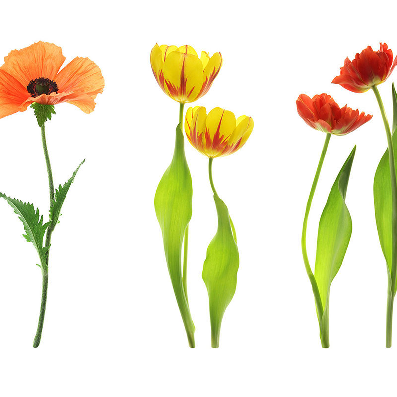 papiers peints à impression numérique variété de fleurs individuelles - Premium intissé lisse
