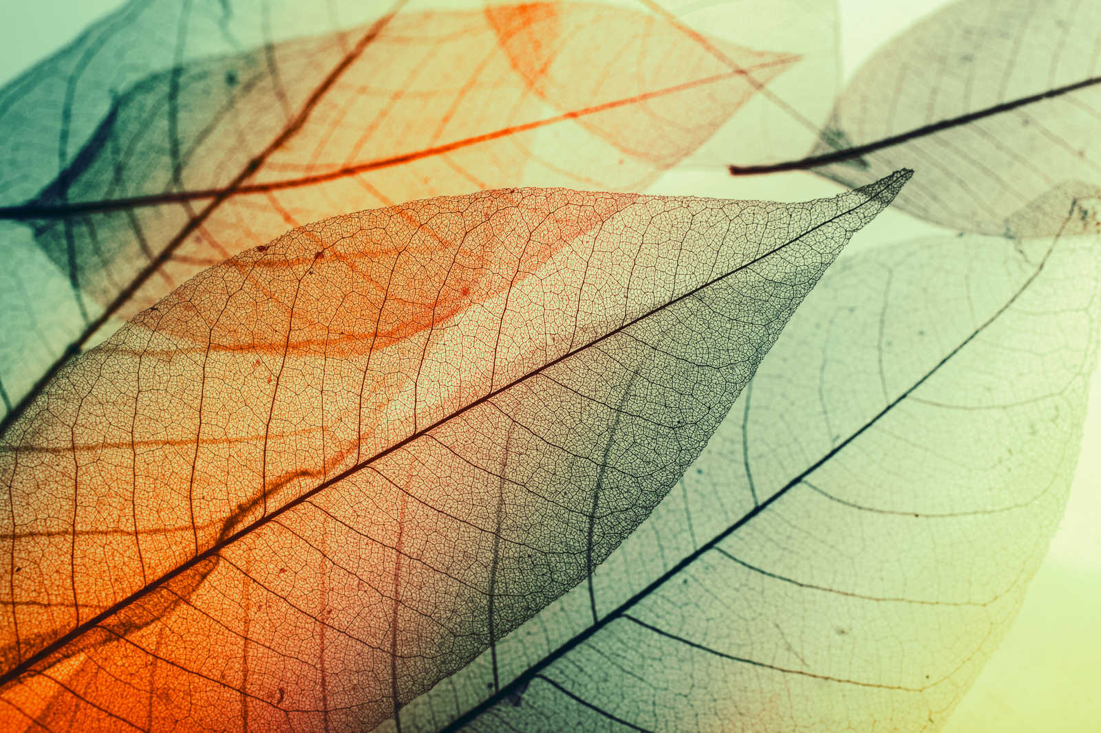             Tela con disegno di foglie - 0,90 m x 0,60 m
        