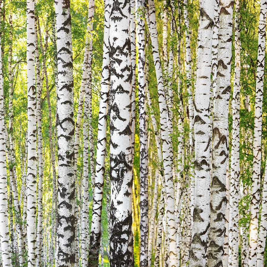 Birch forest mural tree trunk motif on textured non-woven fabric
