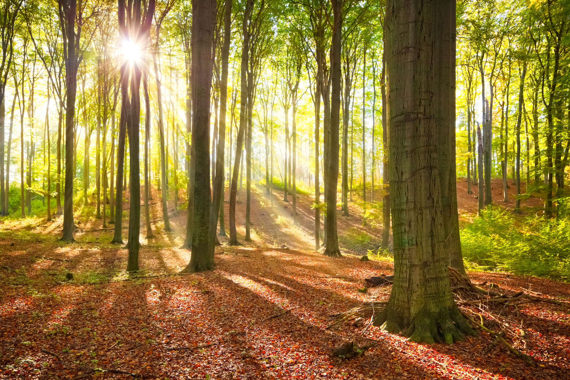             Papier peint nature Forêt avec rayons de soleil sur intissé lisse nacré
        