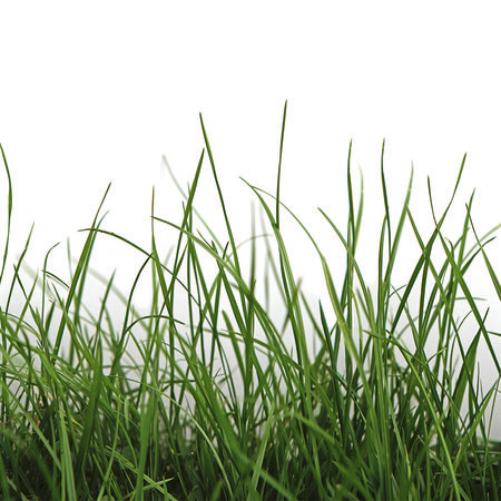 Photo wallpaper with detail of fresh grass against white background
