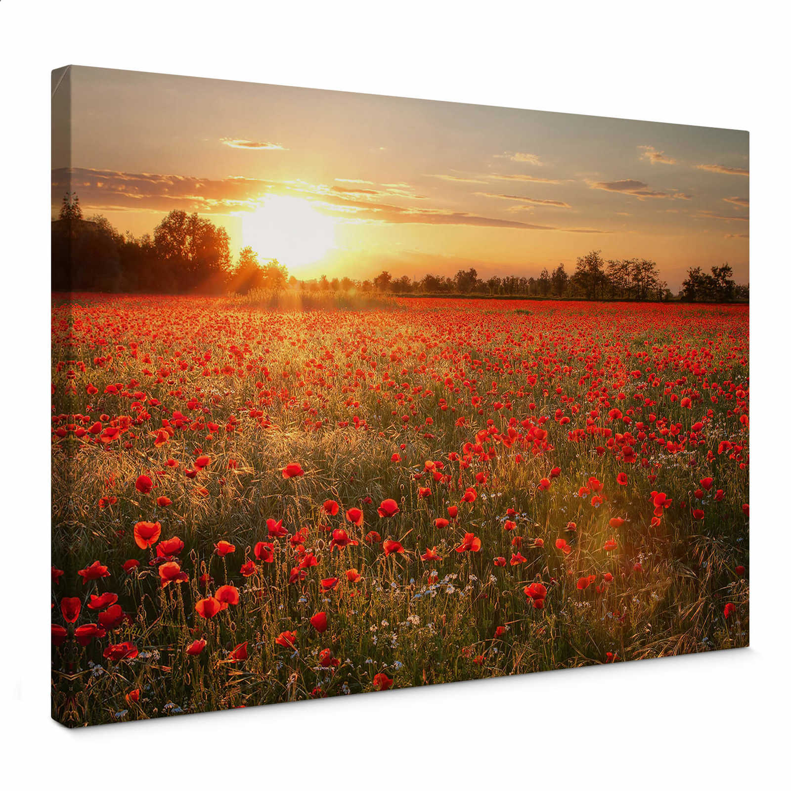         Canvas print with poppy field in the sunset
    