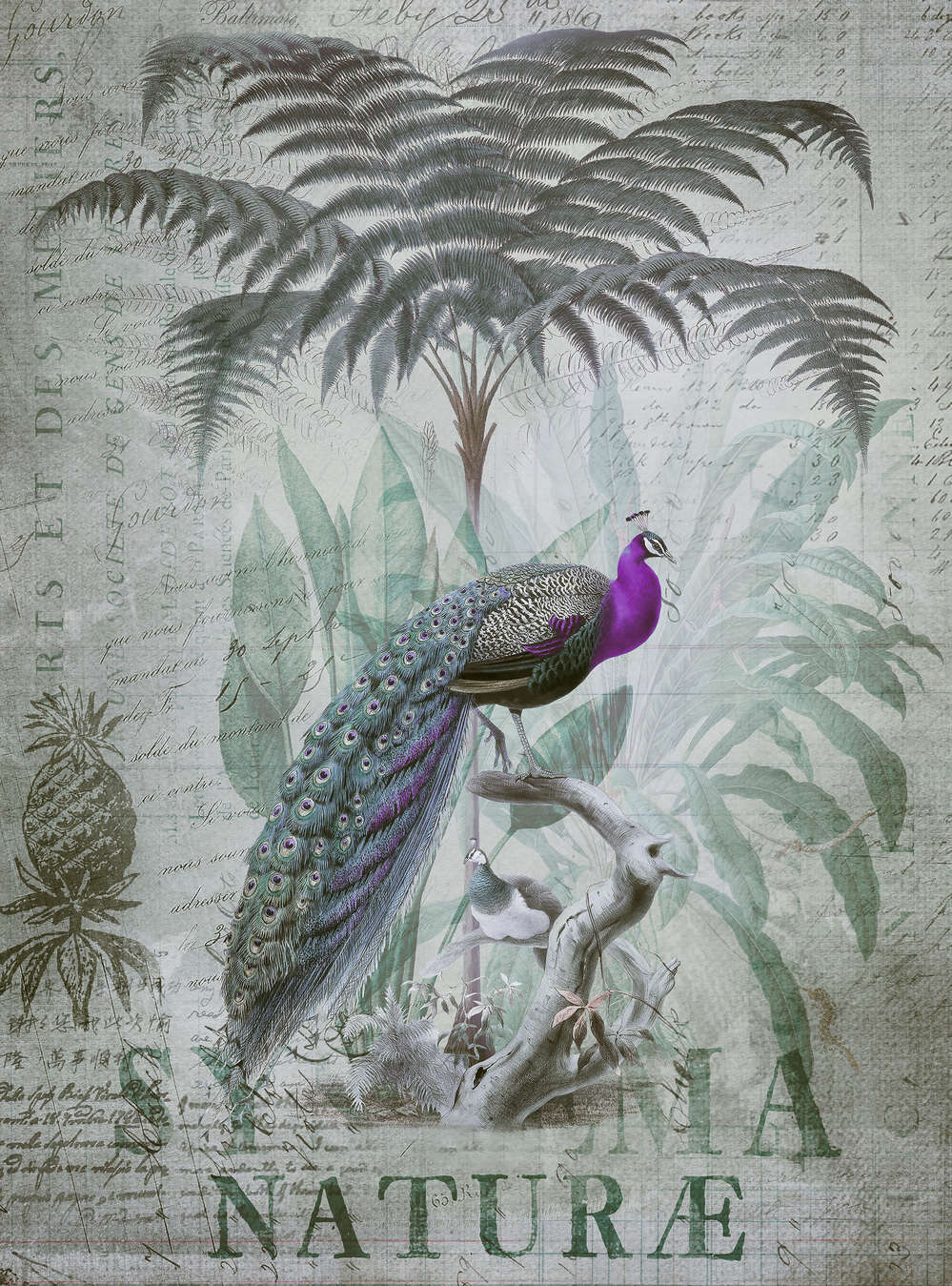             Vintage mural purple peacock with tropical plants & writing
        