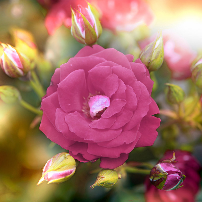 Digital behang bloem met bloesem in roze - parelmoer glad vlies
