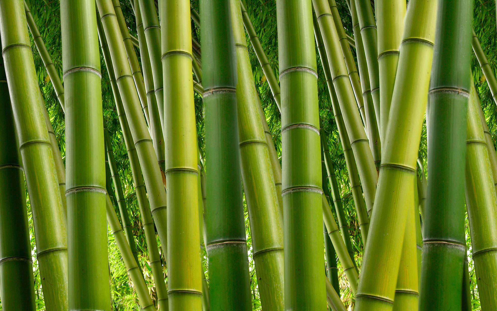             papier peint en papier nature Bambou en vert - Premium intissé lisse
        
