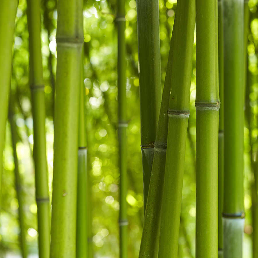 Papel pintado de naturaleza bambú en primer plano sobre tejido no tejido texturizado

