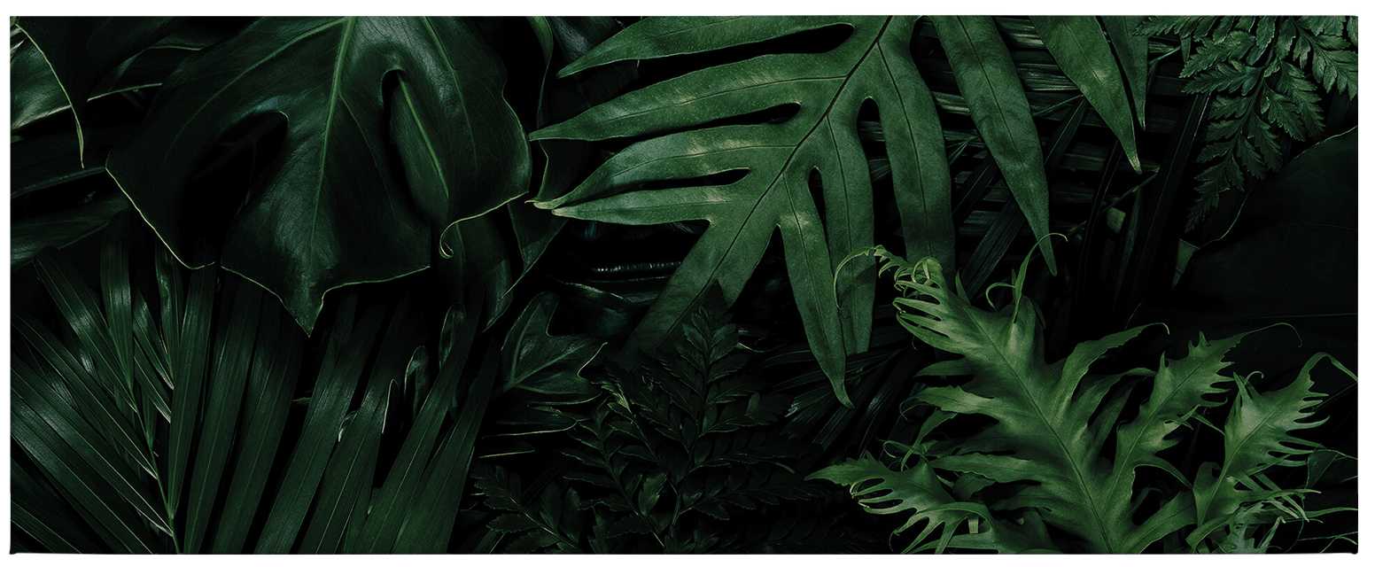             Panorama canvas print green leaves, jungle design
        