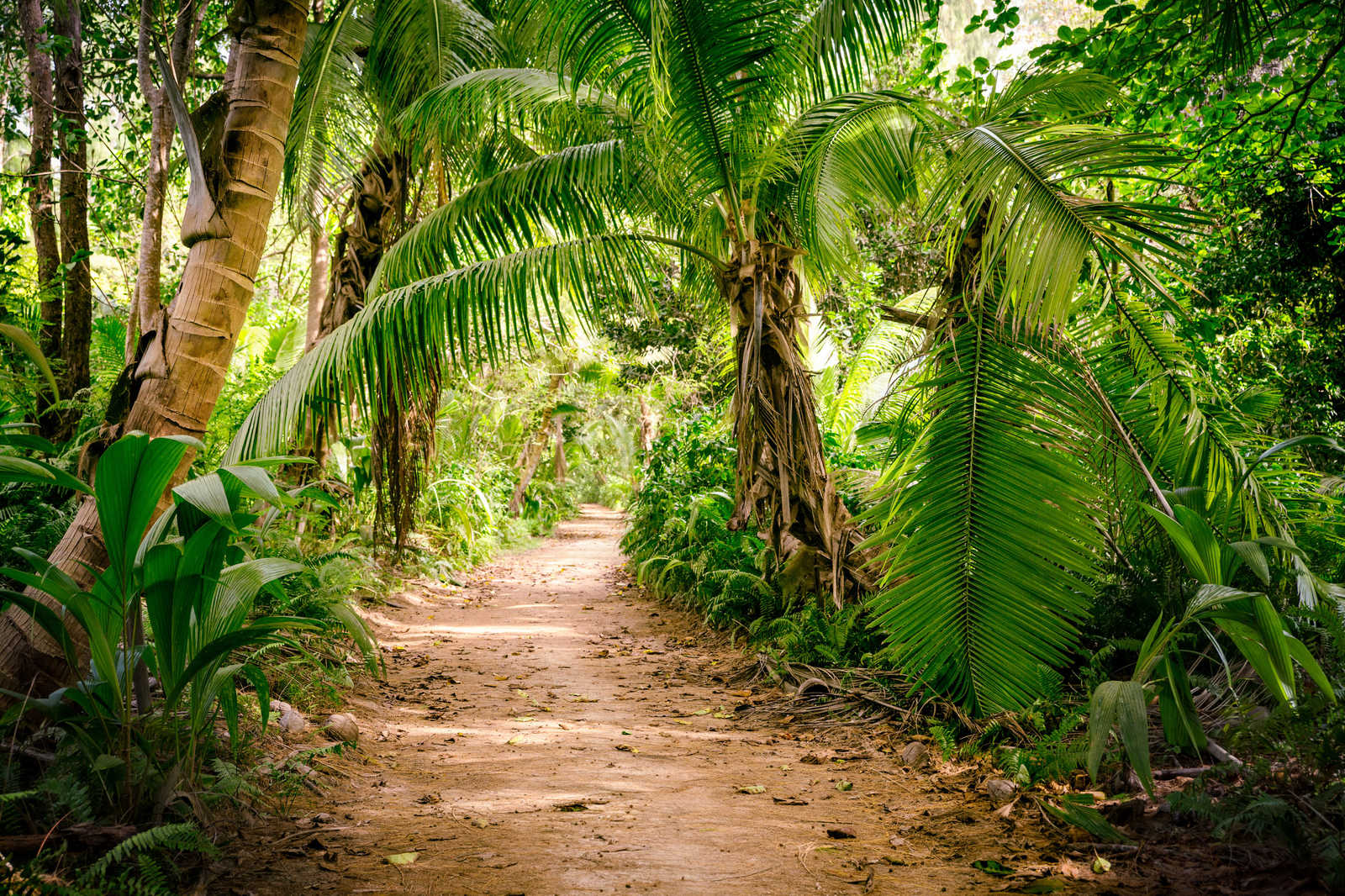            Lienzo con camino de palmeras a través de un paisaje tropical - 0,90 m x 0,60 m
        