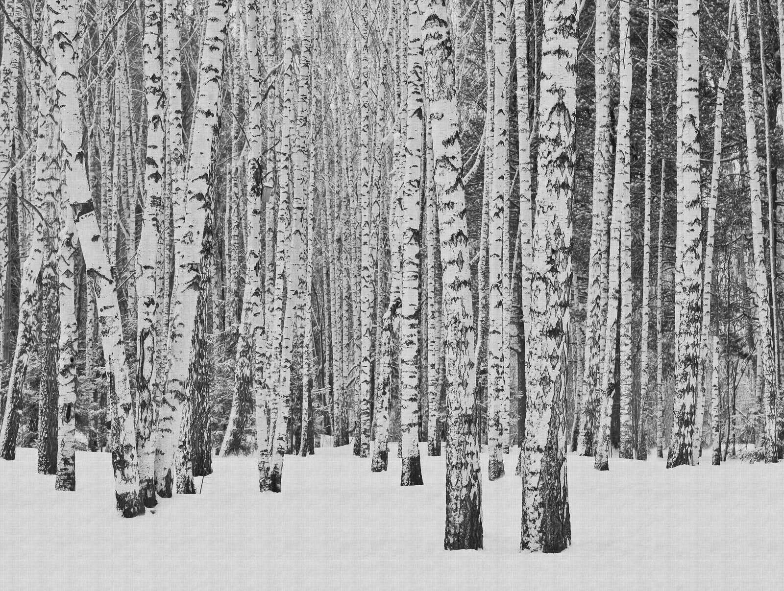             Papeles pintados de novedad | Papel pintado con motivo de bosque de abedules en la nieve, blanco y negro
        